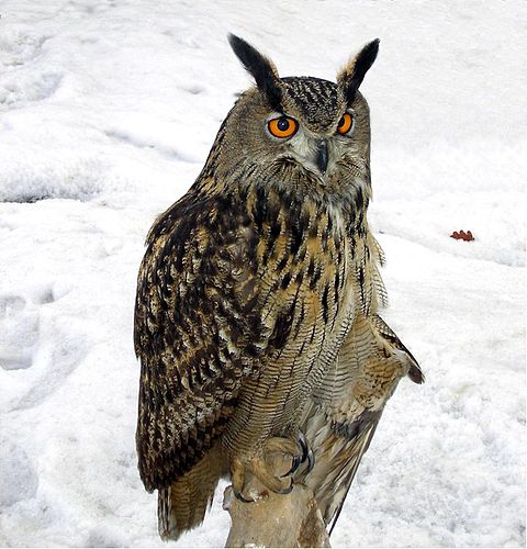 Eurasian eagle-owl